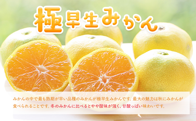 先行予約【秀品】有田産極 早生 みかん 約5kg (2S～Lサイズ混合) 厳選館《2025年10月上旬-12月中旬頃出荷》和歌山県 日高川町 早生みかん みかん 完熟 柑橘 蜜柑 ミカン フルーツ 果