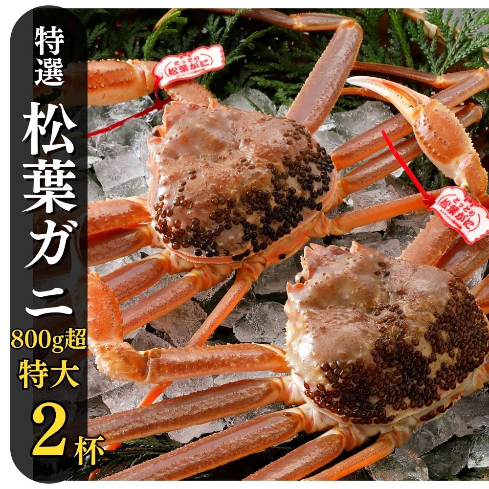 【ふるさと納税】特撰 松葉がに 【タグ付き】 800g超の大きいサイズ　特大2杯 活物 ※着日指定不可 （11月発送） N8_I 松葉ガニ カニ ズワイガニ カニ爪 冷蔵 かにしゃぶ カニ刺身