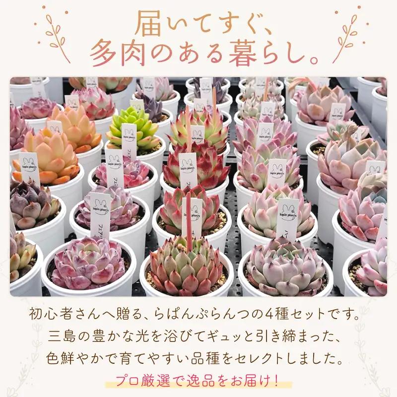 多肉植物【雅】らぱんぷらんつ 初心者さんおすすめ厳選4種 土付き苗 多肉