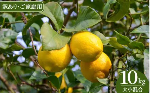 《訳あり・ご家庭用》和歌山県産完熟レモン（10kg・大小混合）皮まで使用可能！※2027年1月中旬頃～4月下旬頃に順次発送予定 / 柑橘 産地直送 レモン【uttn040-c-10】