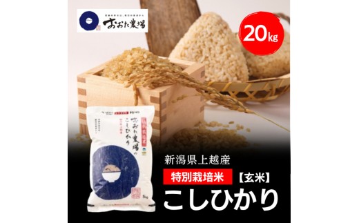 令和8年産 新潟県上越産 特別栽培米 コシヒカリ 20kg 20キロ（5kg×4） 【玄米】 従来品種 こしひかり 新米 おおた農場 上越市