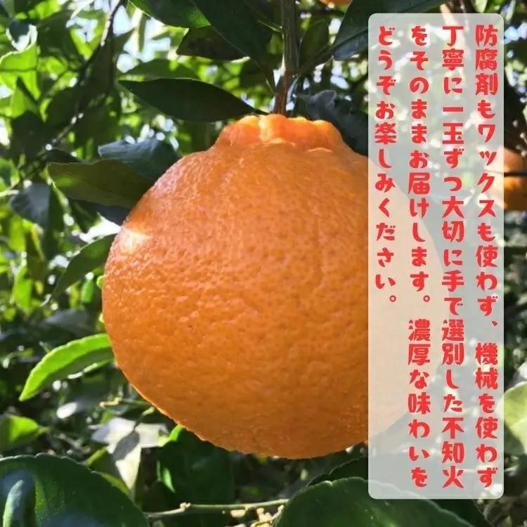 【先行予約】有田育ちの濃厚 不知火 ( デコポン と同品種)( 訳あり 家庭用 ) 5kg+200g(傷み補償分) / しらぬい みかん 甘い 和歌山 有田 柑橘 果物 フルーツ ※2027年1月下旬