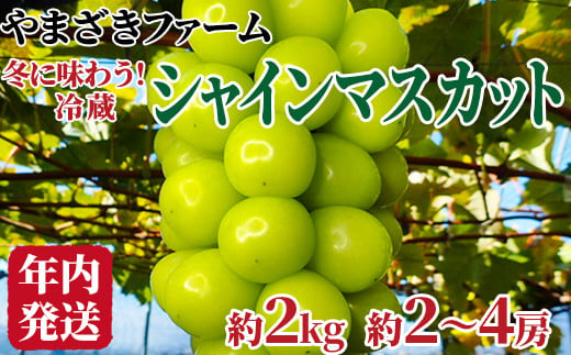 [No.5657-3845]【年内発送】冬に味わう！冷蔵シャインマスカット 約2kg (約2～4房) 《やまざきファーム》■2024年発送■※12月上旬頃～12月下旬頃まで順次発送予定