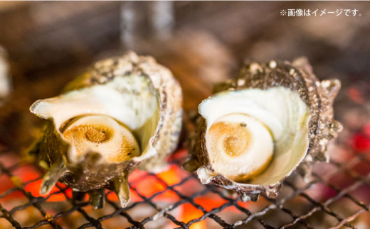 【全12回定期便】サザエ 2kg 13～20個 三浦半島 さざえ バーベキュー BBQ 貝 直送 つぼ焼き 新鮮 獲れたて 魚貝類 魚介類 魚介 海鮮 海の幸 名産品 特産品 定期【長井水産株式会社】