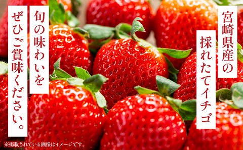 《2026年発送》【数量・期間限定】宮崎県産イチゴ 4パック_M359-004-02