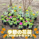 【ふるさと納税】季節の花苗 40ポット セット 花苗 花 お花 はな オンライン 申請 ふるさと納税 北海道 恵庭 ガーデニング フラワー 寄せ植え ベゴニア マリーゴールド ペチュニア 季節の花 花の苗 flower 季節 苗 庭 旬の花【780001】