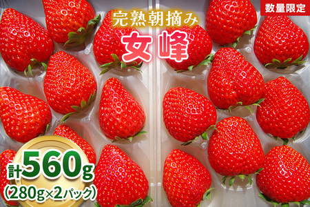 【先行予約】[数量限定] 完熟朝摘み 女峰 560g  澳原いちご農園 | いちご イチゴ 苺 フルーツ 女峰 果物 女峰 産地直送 栃木県産 