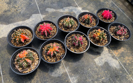 ギムノカリキウム ミハノビッチ 10株 Gymnocalycium mihanovichii 長与町/アグリューム[EAI226] 