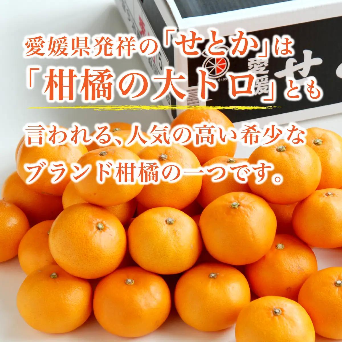 【先行受付】せとか 2.5kg レギュラー箱 みかん 柑橘