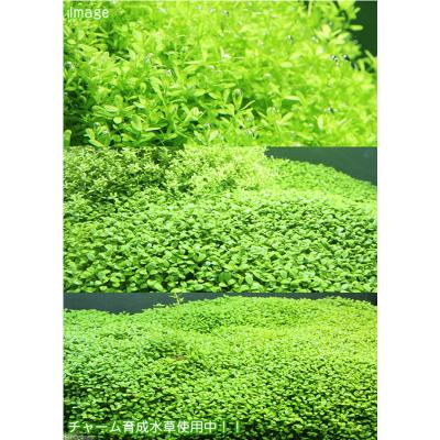 ふるさと納税 邑楽町 水草の栄養液 Plants Fine K(カリウム) 400ml|09_chm-cj0101b |  | 01