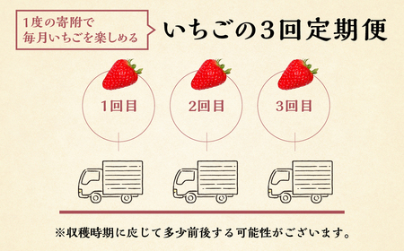 【定期便3回】自宅用 いちご 紅ほっぺ 600-700g ×3回 [しあわせ苺] サイズ バラバラ 訳あり 訳アリ 農園直送｜フルーツ スイーツ 苺 イチゴ 人気 簡易梱包 家庭用 産地直送 いちご 