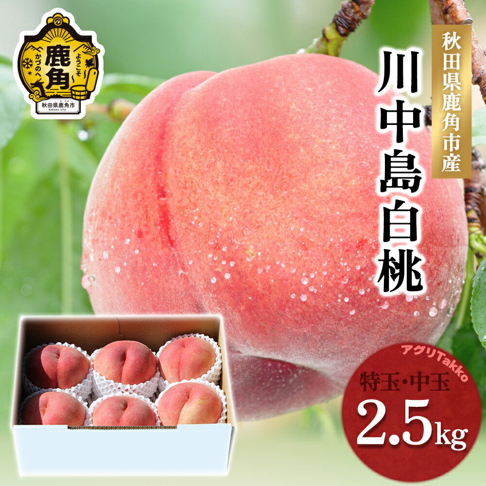 【ふるさと納税】《 先行予約 》 鹿角産 桃 「 川中島白桃 」 選べる 特玉 中玉 2.5kg 贈答用 良品 もも モモ 桃 お盆 お見舞い 内祝い おすそ分け 国産桃 お中元 お歳暮 贈り物 グルメ ギフト 故郷 秋田 あきた 鹿角市 鹿角 送料無料 【アグリTakko】