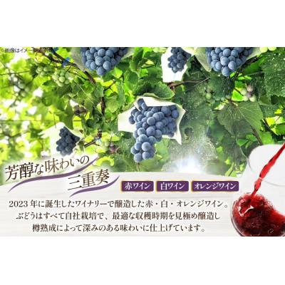 ふるさと納税 韮崎市 【樽熟成ワイン】赤ワイン・白ワイン・オレンジワイン 各750ml×1本(計3本) |  | 01