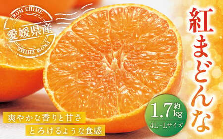 愛媛の旬の柑橘 「紅まどんな」約1.7kg 4L～Lサイズ 6～10個（青マル以上）【2026年12月発送予定】（11-2）紅まどんな 紅マドンナ まどんな マドンナ みかん ミカン 蜜柑 果物 くだもの フルーツ 柑橘 柑橘類 かんきつ 愛媛果試第28号 常温 国産 愛媛 愛媛県 先行予約