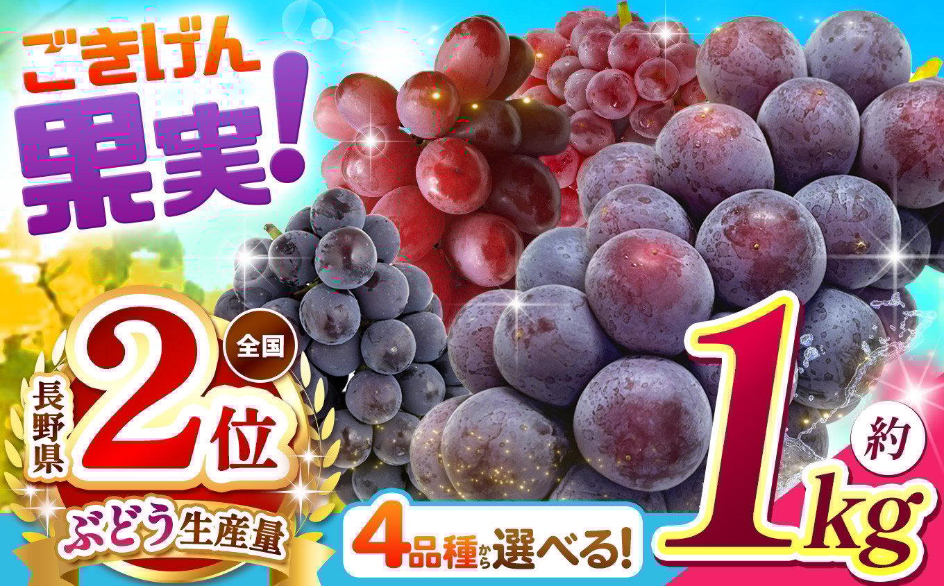 
            ブドウ王国 長野県産 ぶどう 選べる 品種 4種類 ｜ぶどう 葡萄 クイーンルージュ デラウェア ピオーネ 巨峰 果物 お好み フルーツ 種無し 新鮮 信州産 ご機嫌 果実 | 1kg 数量限定 期間限定 |  2房 ～ 7房 先行予約 ふるさと納税 松本市 | 寄附額 11000円～
          