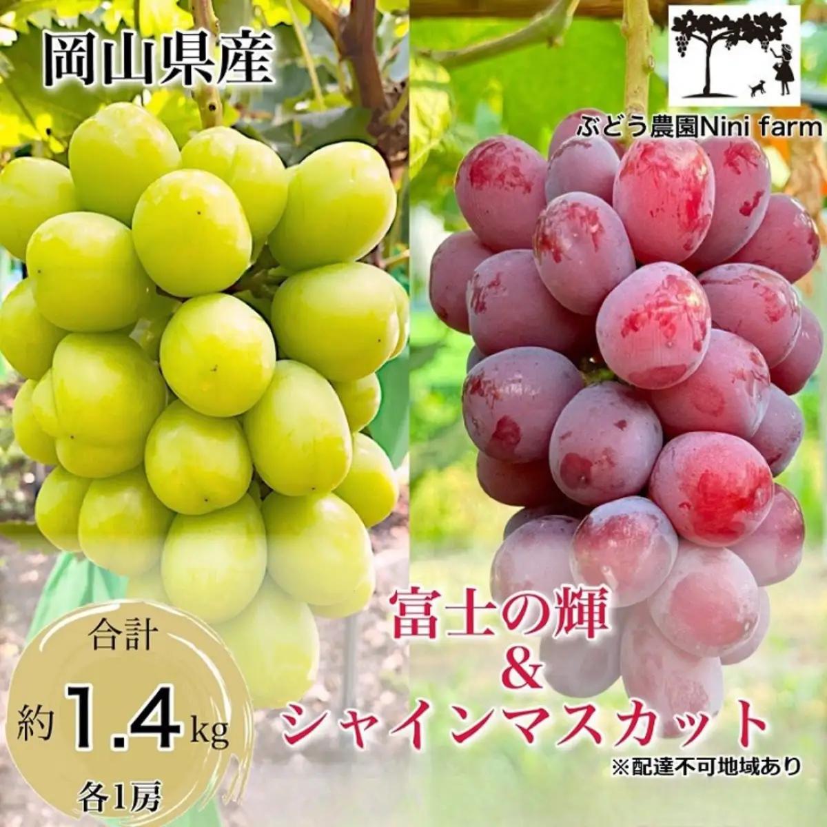 ぶどう 2026年 先行予約 ぶどう 富士の輝＆こだわりのシャインマスカット 合計 約1.4kg 贈答用