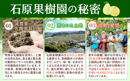 【先行予約】梨 なし 鴨梨 ヤーリー 梨　贈答箱 約4kg (6～10玉入り) 石原果樹園 《11月中旬-12月下旬頃より発送予定》岡山県 浅口市 果物 フルーツ お取り寄せ お取り寄せフルーツ 送料