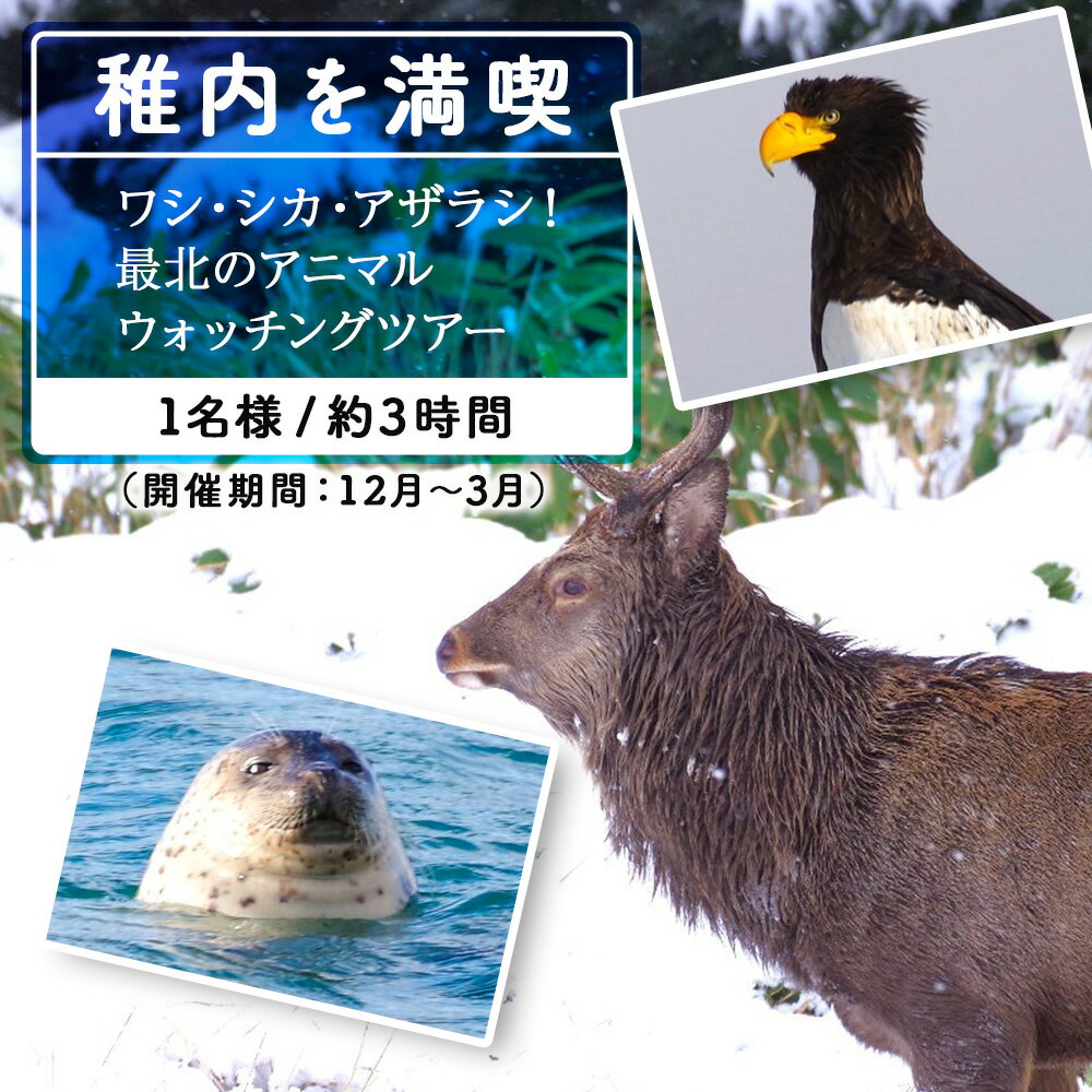 【ふるさと納税】ワシ、シカ、アザラシ！最北のアニマルウォッチングツアー1名様体験 ツアー アクティビティ 旅行 チケット 北海道ふるさと納税 稚内 ふるさと納税 北海道