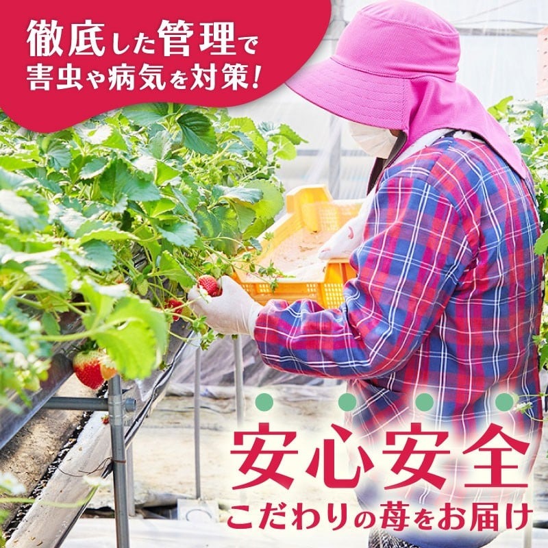 いちご 古都華 270g×2パック 数量限定 苺 イチゴ ブランド 大粒 旬 産地直送 フルーツ 果物 冷蔵 フレッシュ 小分け 国産 贈答用 プレゼント ギフト 奈良産 高級 厳選 限定 新鮮 産地