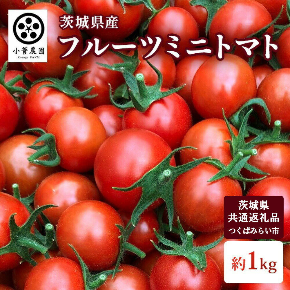 【ふるさと納税】フルーツミニトマト 約1kg 【茨城県共通返礼品 つくばみらい市産】トマト プチトマト ミニトマト フルーツトマト 野菜 生野菜 旬 希少品種 茨城県 送料無料 ※2026年1月中旬頃より順次発送予定
