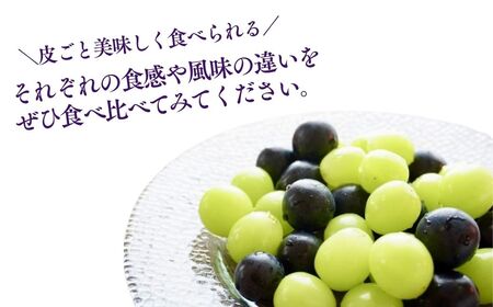 【2025年先行予約】 シャインマスカット ＆ ナガノパープル 詰め合わせ セット （各約500g/計約1kg）｜シャインマスカット シャインマスカット シャインマスカット シャインマスカット シャイ