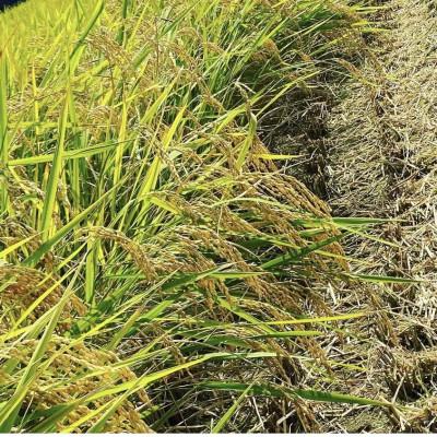 ふるさと納税 豊前市 福岡県産米 夢つくし 10kg×2袋 |  | 01