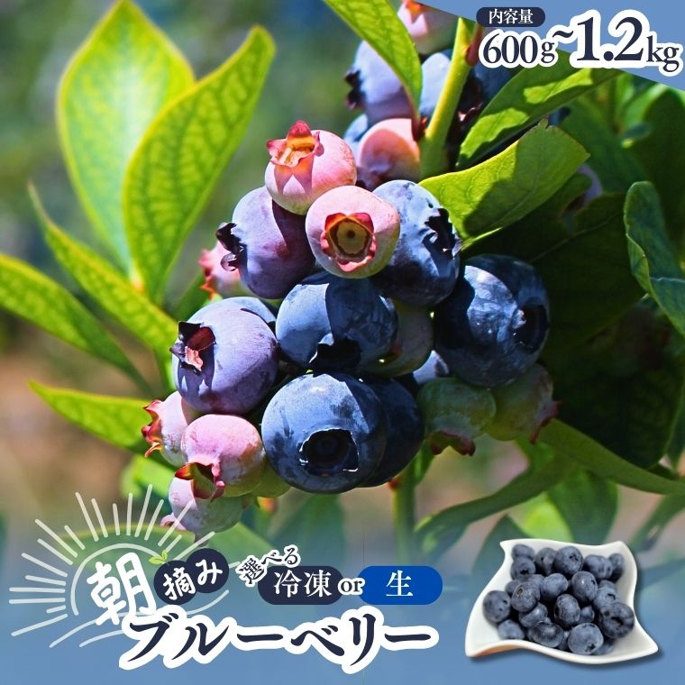 【ふるさと納税】朝摘みブルーベリー(2Lサイズ以上)　選べる「生」or「冷凍」600g～1200g / 2026年6月下旬頃から発送／フルーツ 果物 くだもの 長野 大粒 甘い 冷凍 高評価 スムージー 健康 美容 視力 抗酸化 無添加 無糖 砂糖不使用 急速冷凍／KB01 KB02 KB05