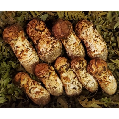 【2026年発送】岩手県岩泉産松茸　200g前後(150g～250g)(小ぶり、細長、割れ、キズ)【配送不可地域：離島】