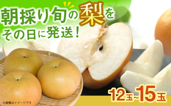 長崎県産 朝採り旬の梨 約5㎏ 12玉～15玉 / 大村市 / 産直松吉 [ACZC007]