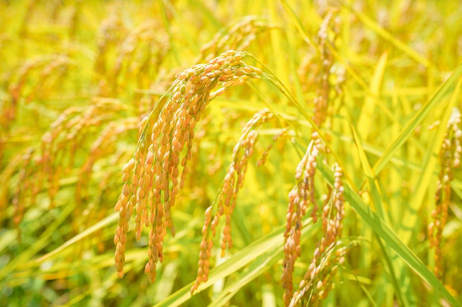 鹿野高原米コシヒカリ5kg 精米