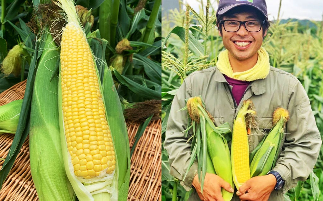 北海道産 とうもろこし 恵味 2Lサイズ 22本 約8kg 1箱