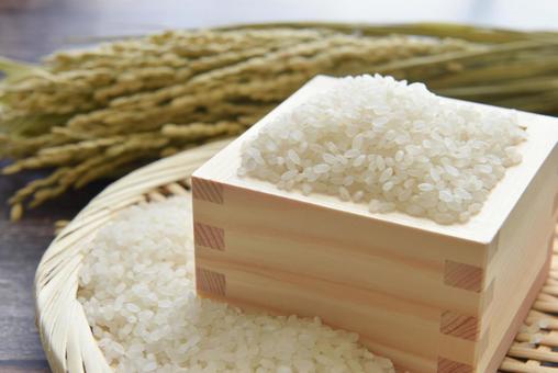 【ふるさと納税】令和7年産 鈴切農園 きぬむすめ 5kg