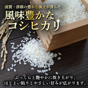 コシヒカリ 10kg こしひかり 令和7年産 精米 つきだ農産