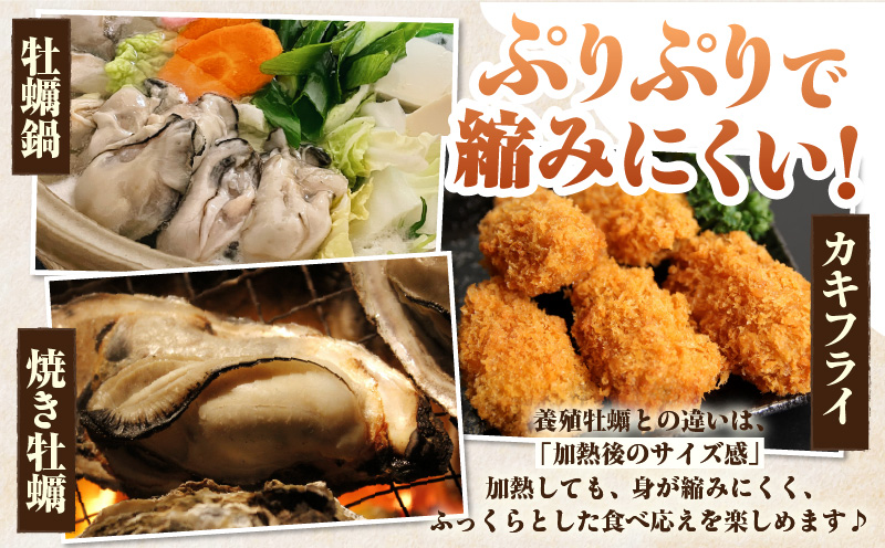 佐久島産天然真牡蠣　参州オイスター　1㎏・E029