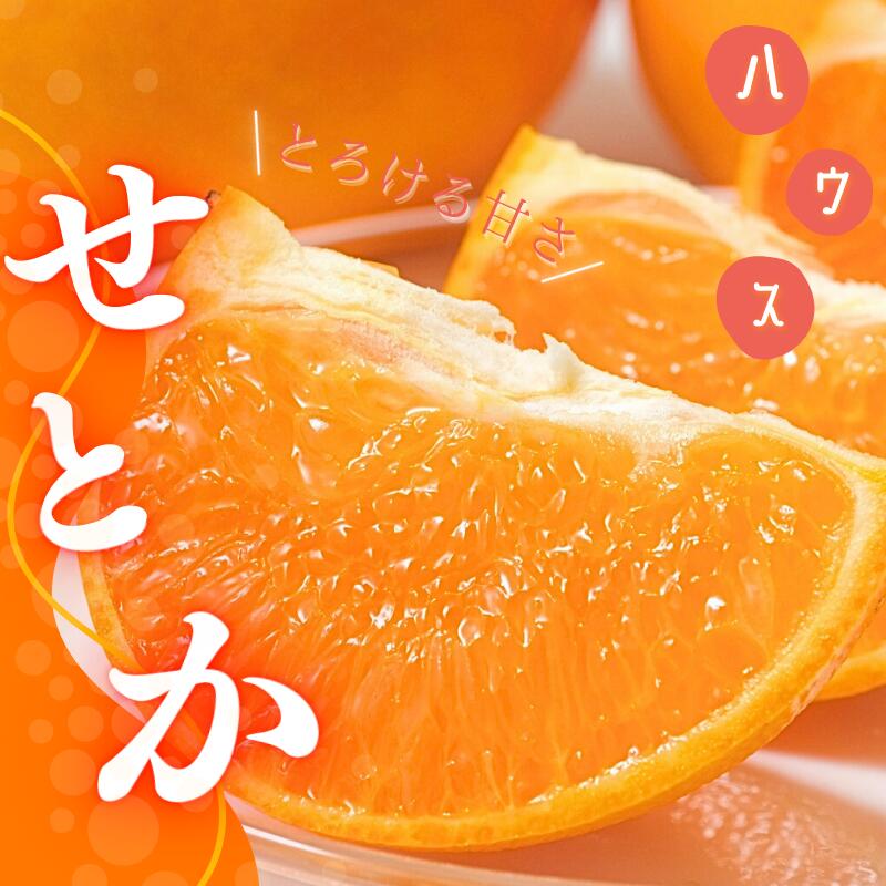【ふるさと納税】 ＼選べる容量／ せとか L~3L サイズ混合 橋本農園の ハウスせとか 3kg 5kg 10kg L~3L サイズ混合 【2026年2月初旬から2月末までに順次発送】 みかん ミカン 蜜柑 柑橘 果物 くだもの フルーツ 予約 人気 ジューシー 甘い 産地直送 送料無料
