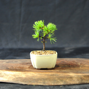 赤石の泉 赤石五葉松（鉢植え） F-155