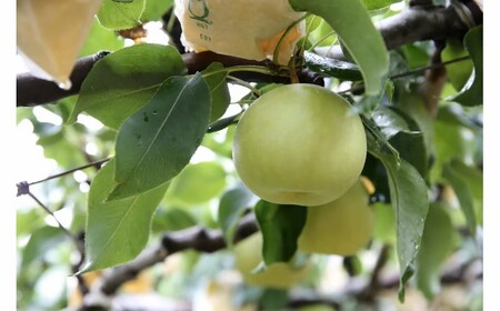 二十世紀梨 5kg 鳥取県産 先行予約受付 JA 米子選果場 2026年収穫分 なし 5キロ 0924