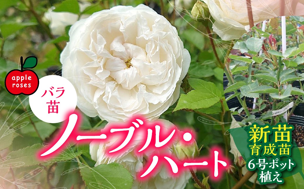
                  【Apple Roses】バラ苗『ノーブル・ハート』新苗育成苗6号ポット植え 【 ふるさと納税 埼玉県 飯能市 送料無料 薔薇 ばら 花 苗木 ガーデニング ガーデン 園芸 プレゼント ギフト 贈り物 記念日 母の日 誕生日 】 HNNH046
                