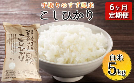 [№5528-0020]【令和4年度産】手取りのすず風米こしひかり 白米 5kg入 6ヶ月連続