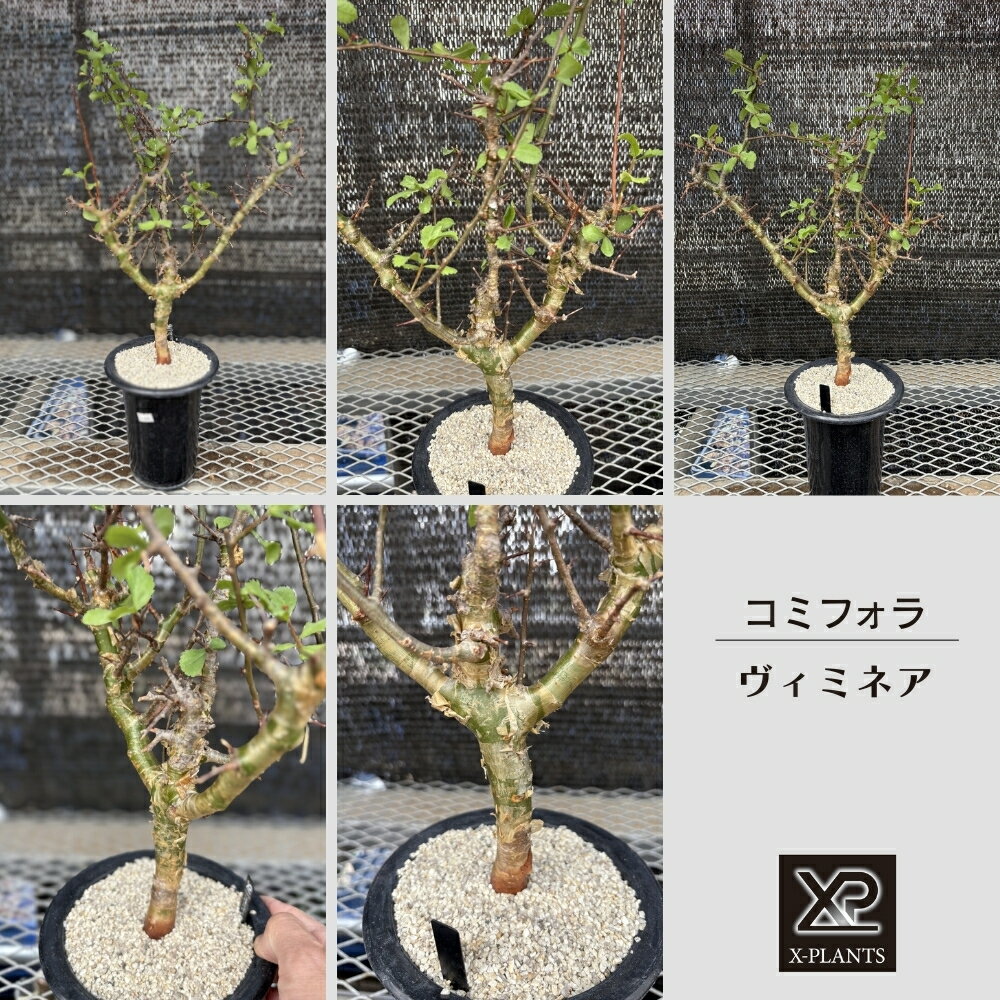 【ふるさと納税】コミフォラ ヴィミネア _0_1 X-PLANTS 珍奇植物 ビザールプランツ 塊根植物