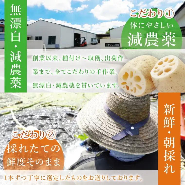 ヤマシン蓮根 4kg|レンコン  食物繊維 新鮮 シャキシャキ  茨城県 阿見町（98-04）