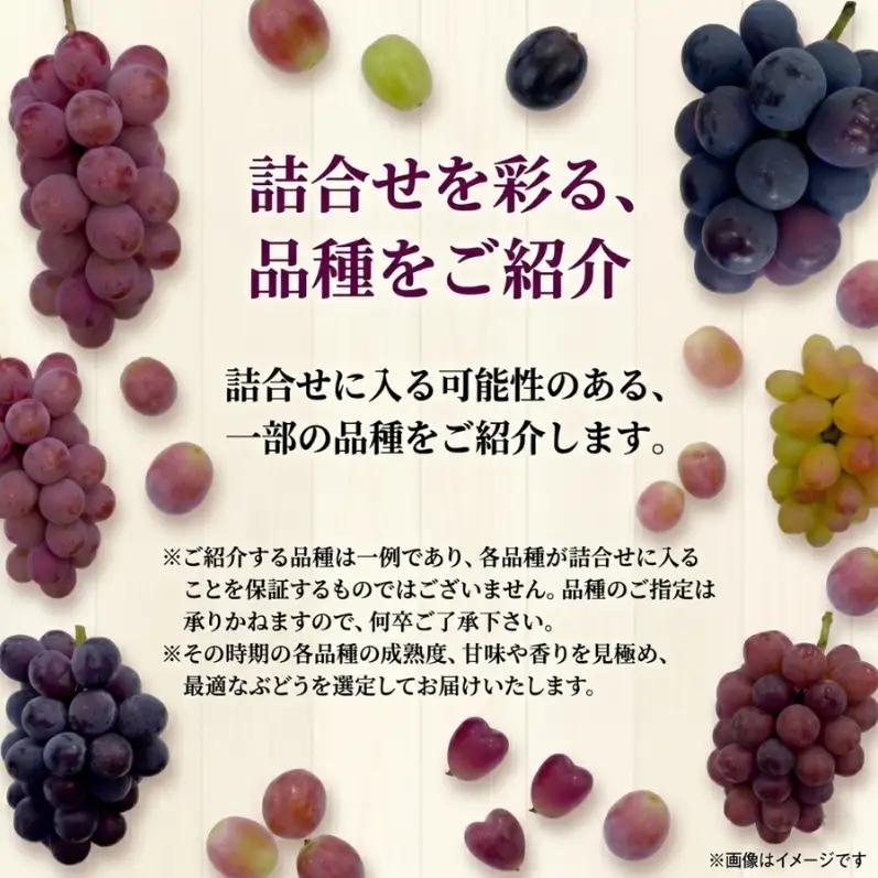 【2026年先行予約】28種の大粒品種から届く「秋の大粒ぶどう宝石箱」（シャインマスカット1房含む）約4kg（9月中旬～下旬発送分）|ぶどう 詰合せ 希少 セット 大粒  残暑見舞い 敬老の日 葡萄 