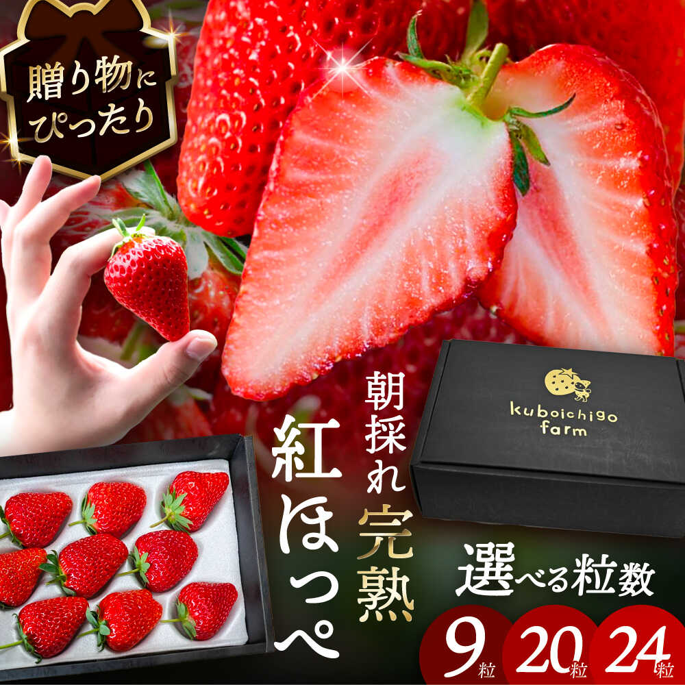 【ふるさと納税】【選べる個数】 紅ほっぺ 9粒 / 20粒 / 24粒 いちご 果物 フルーツ 愛西市 / くぼ苺農園 【配達不可：北海道・沖縄・離島】[AECJ008]