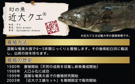 近大クエ鍋セット ( 500g ）こだわりだしぽん酢付き【2025年11月中旬～12月中旬発送】