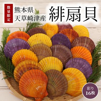 ふるさと納税 天草市 【指定日必須】熊本県天草崎津産 緋扇貝(ひおうぎがい)彩り 16枚_S021-003B