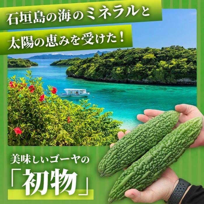 ふるさと納税 石垣市 【先行受付】希少品!贈答用「初物ゴーヤ」《2026年1月上旬〜2026年2月中旬頃まで順次発送》 |  | 01