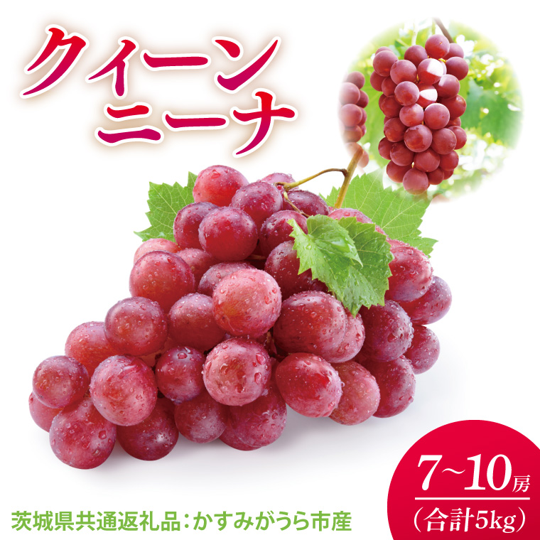 【先行予約】【2025年9月より発送開始】クインニーナ 5kg（7〜10房）（茨城県共通返礼品：かすみがうら市産）|葡萄 ぶどう ブドウ 果物 くだもの フルーツ 数量限定 かすみがうら市産 共通返礼品 茨城県 大子町(CD162)