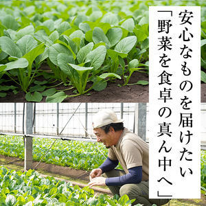 【期間限定・訳あり】志布志湾小松菜ゴールド(計1kg・200g×5袋) 小松菜 こまつな こまつ菜 野菜 やさい 小分け パスタ ナムル スムージー ラーメン 炊き込みご飯 期間限定 訳あり 訳アリ 