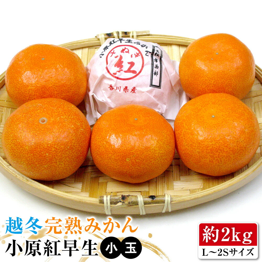【ふるさと納税】【1月中旬頃～発送】越冬完熟みかん 小原紅早生 約2kg | みかん 小原紅早生 完熟 くだもの 果物 フルーツ 柑橘 スイーツ 特産品 デザート 旬 期間限定
