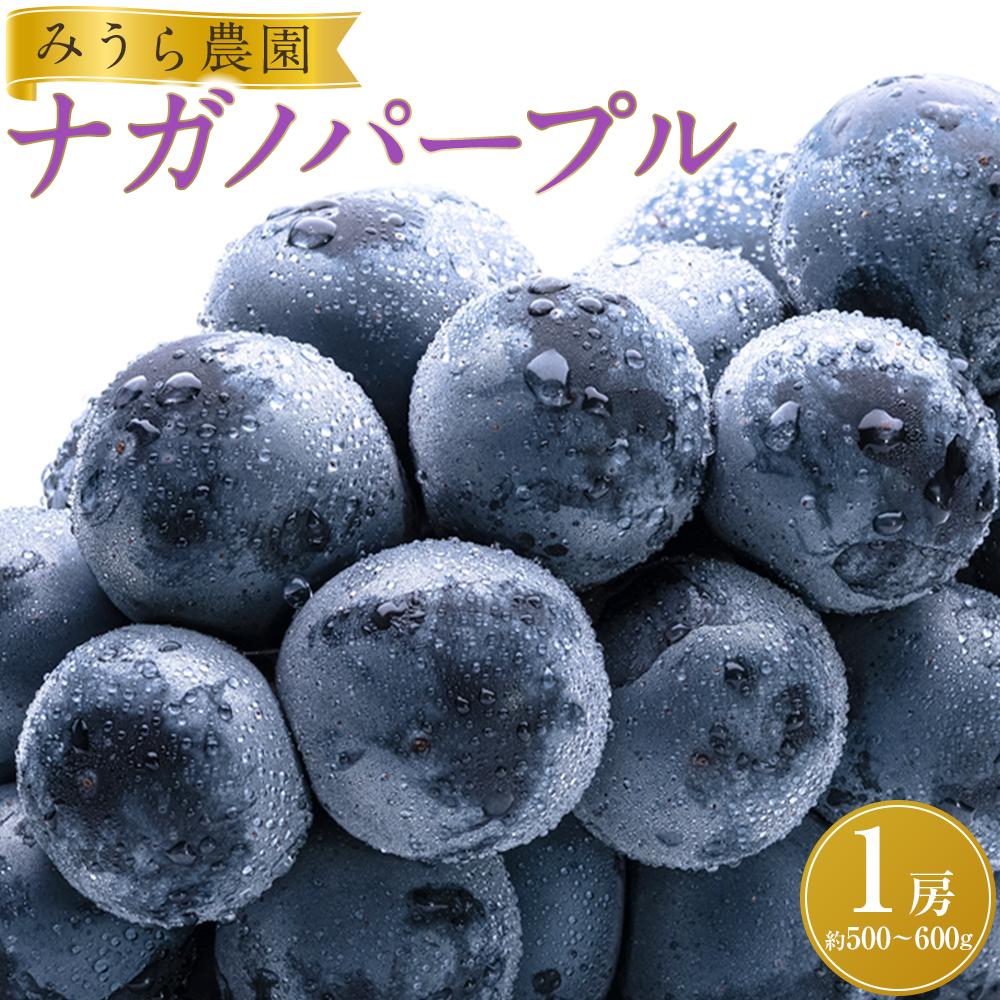 【ふるさと納税】【先行予約】ナガノパープル1房（約500～600g）【8月下旬以降より順次発送】 | フルーツ 果物 くだもの 食品 人気 おすすめ 送料無料